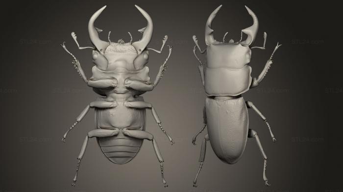 Insects